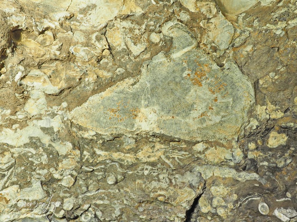 Koralle Mitteldevon Kluterthöhle Ennepetal