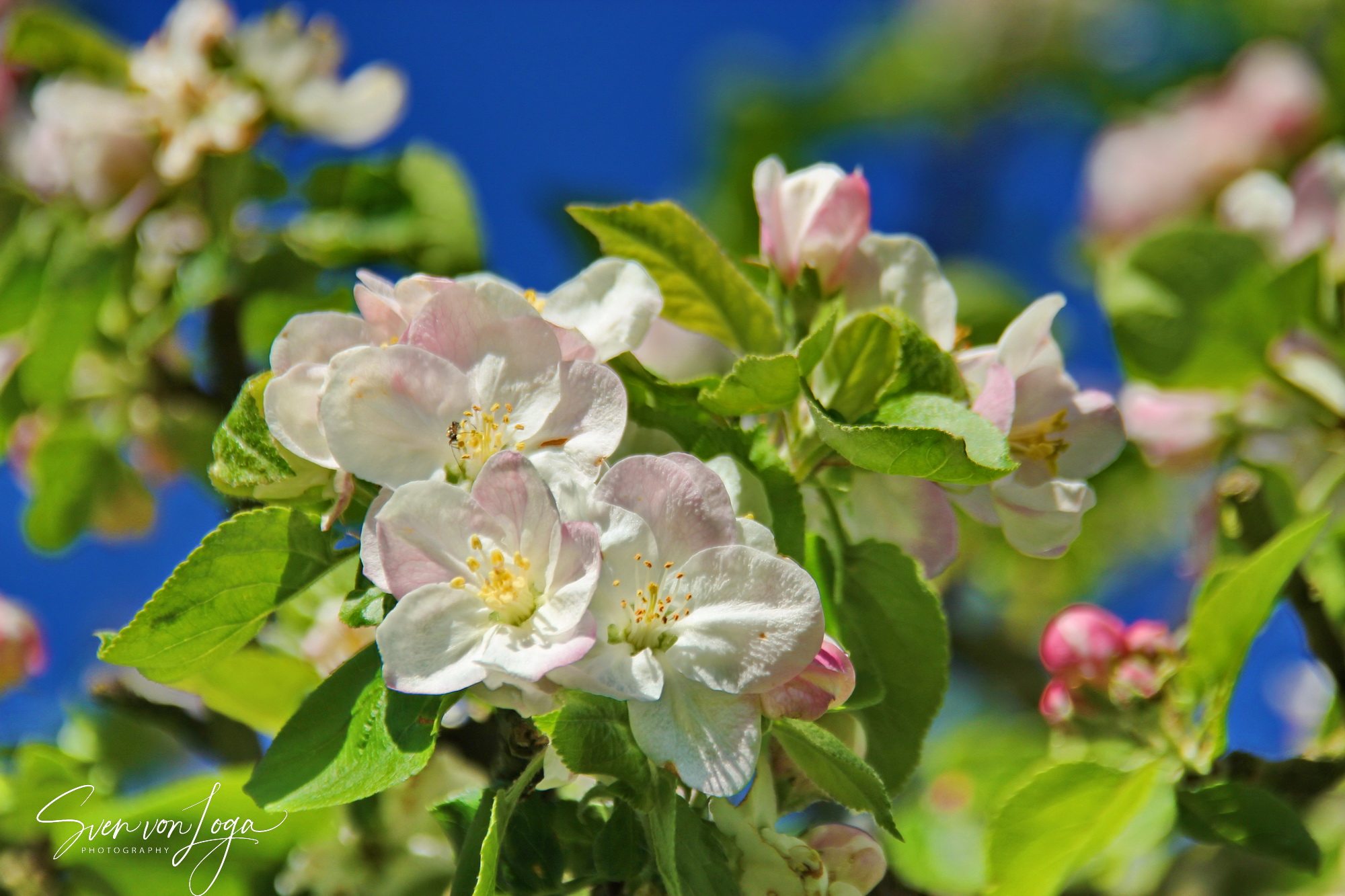 Apfelblüte im Drachenfelser Ländchen